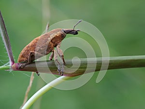 Weevil on the Grass photo